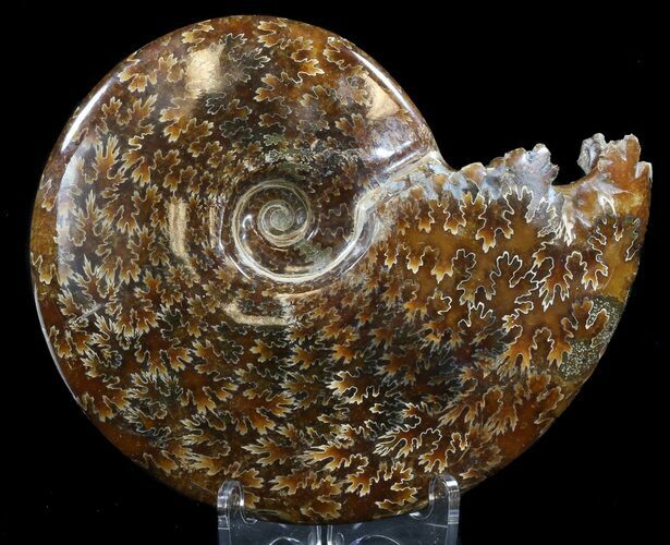 Cleoniceras Ammonite Fossil - Madagascar #39488